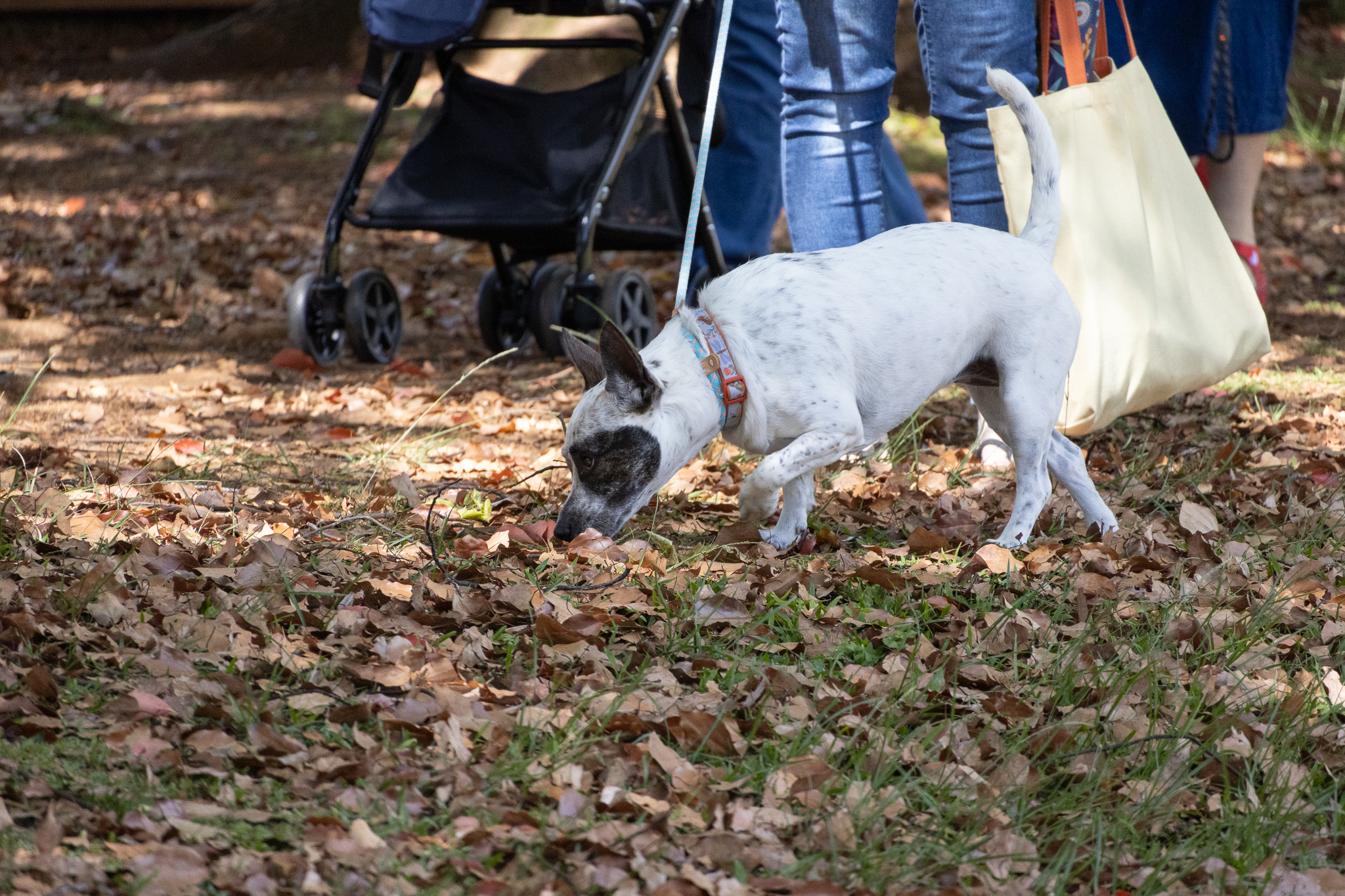 A white dog sniffing outdoors on a lead