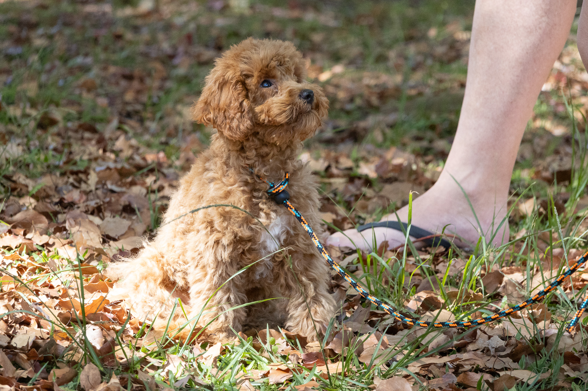 A ginger puppy sitting beside its owner during a Padfoot class